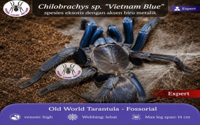 Chilobrachys Vietnam Blue female Tarantula